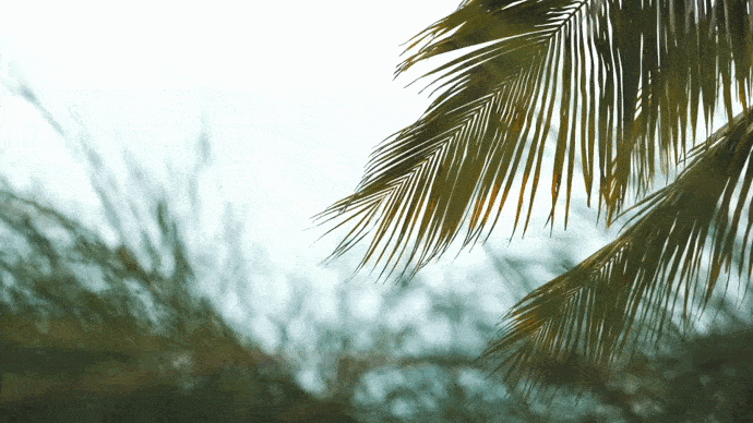 palm tree video
