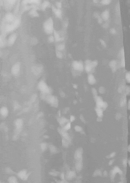 Light breeze moving sheer curtains with soft plant shadows, creating a calming and minimalist aesthetic.
