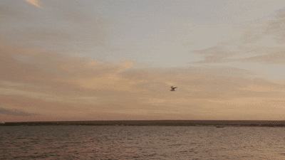 a bird flying free in a open sky in Massachusetts 