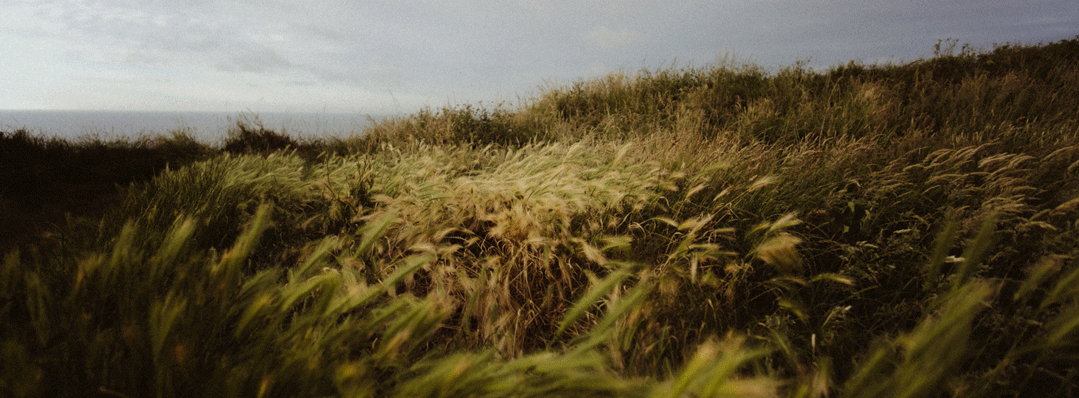 GIF-2