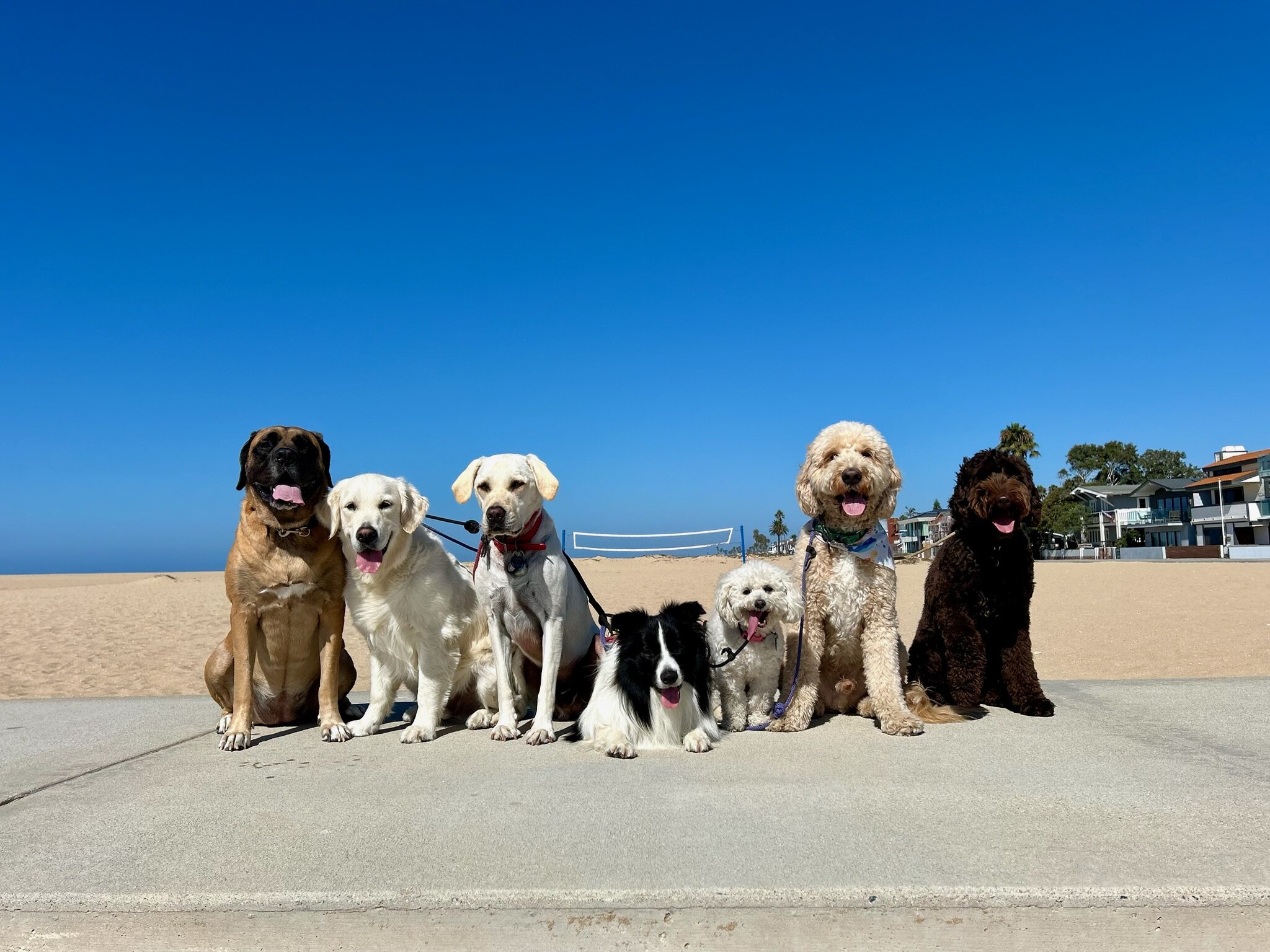 Dog Trainer & Overnight Dog Boarding | OC Pup Scouts