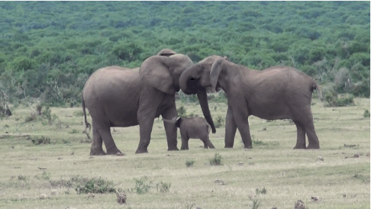 elephants GIF-source