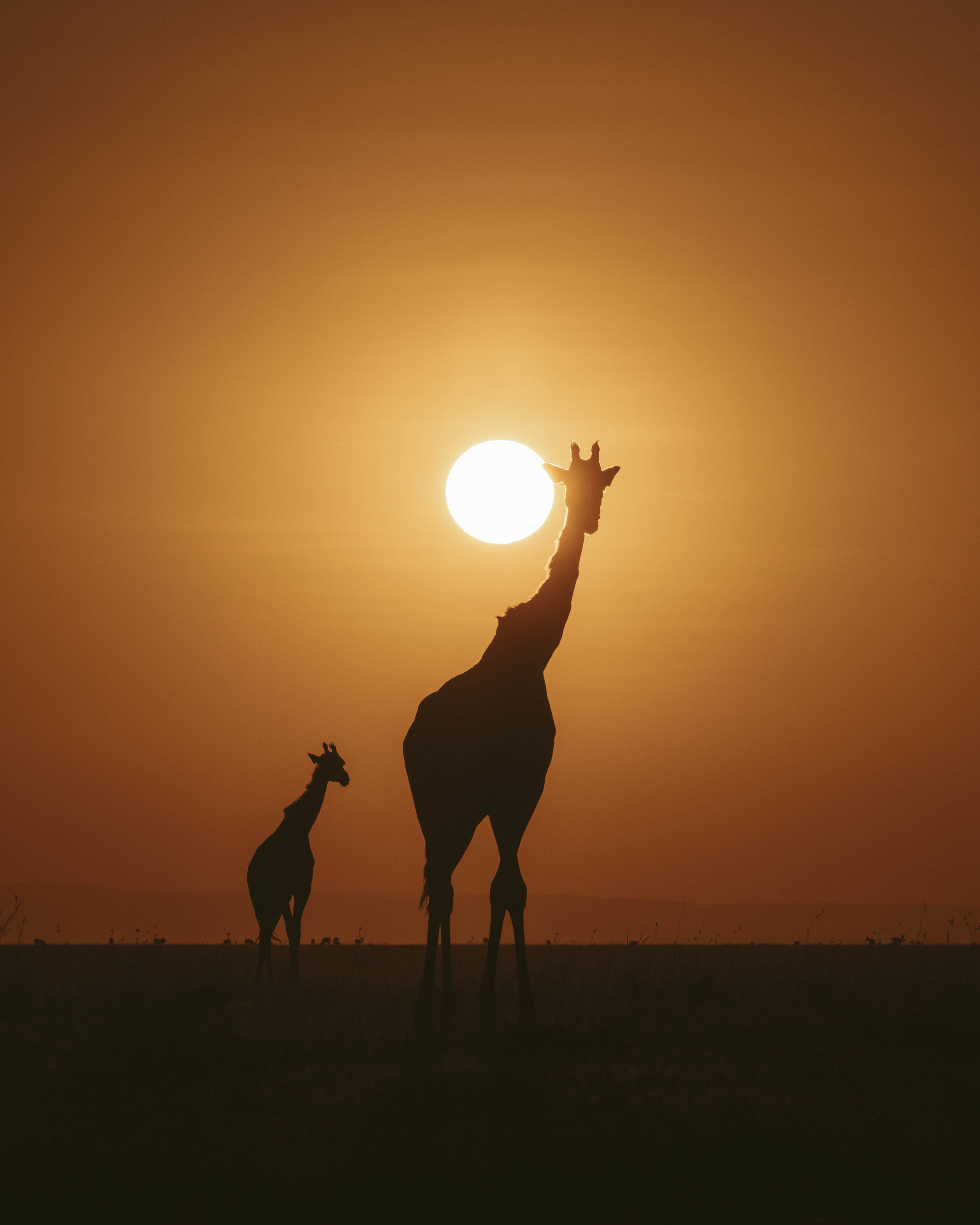 Reaching — Maasai Mara, Kenya