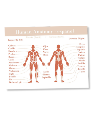 Spanish Human Anatomy poster - Digital download