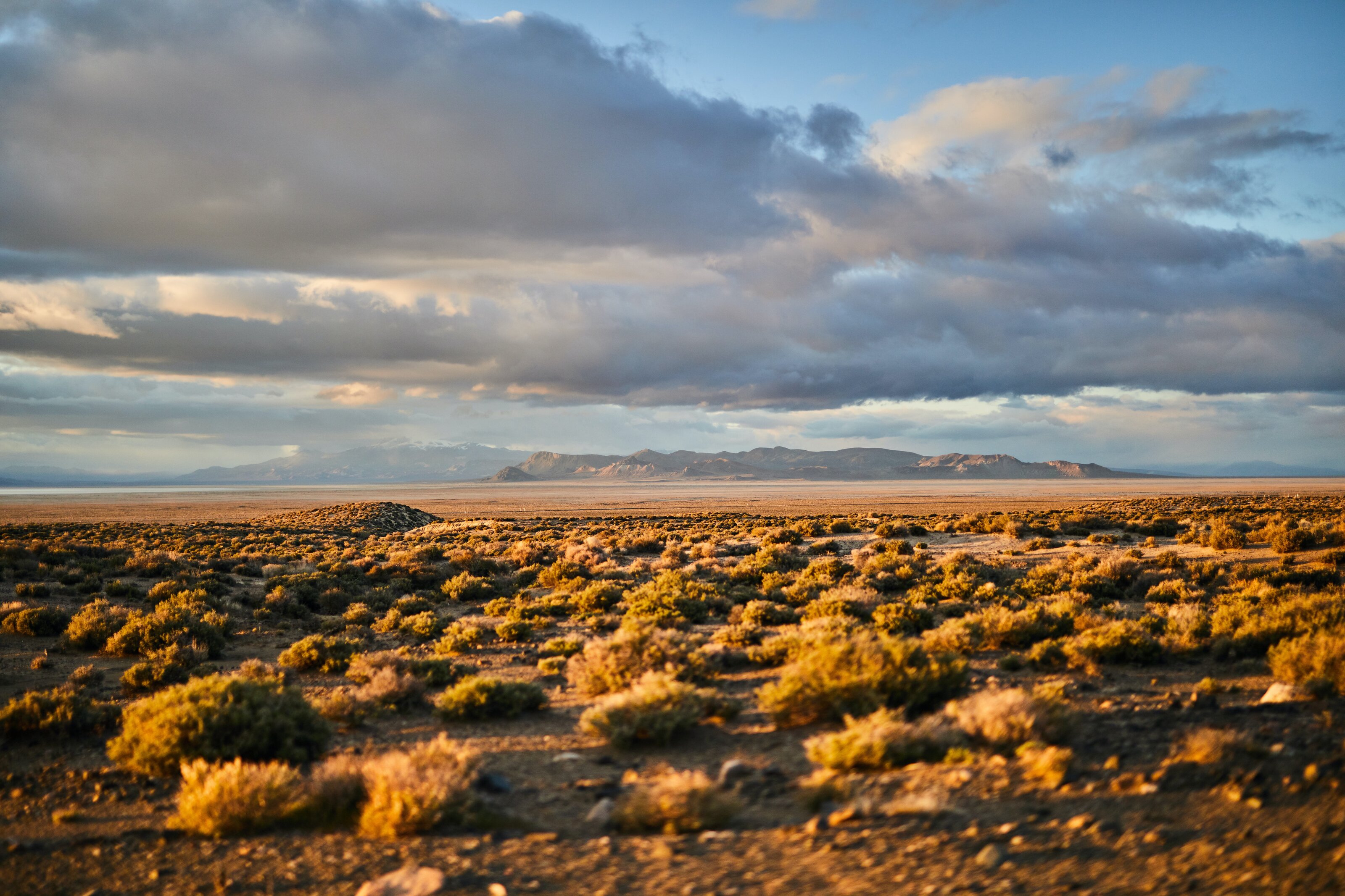 sagebrush