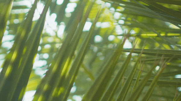 palm