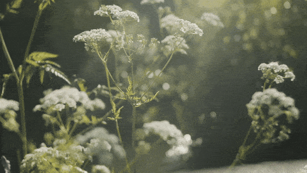 5177675-uhd_3840_2160_25fps-ezgif.com-optimize (1)