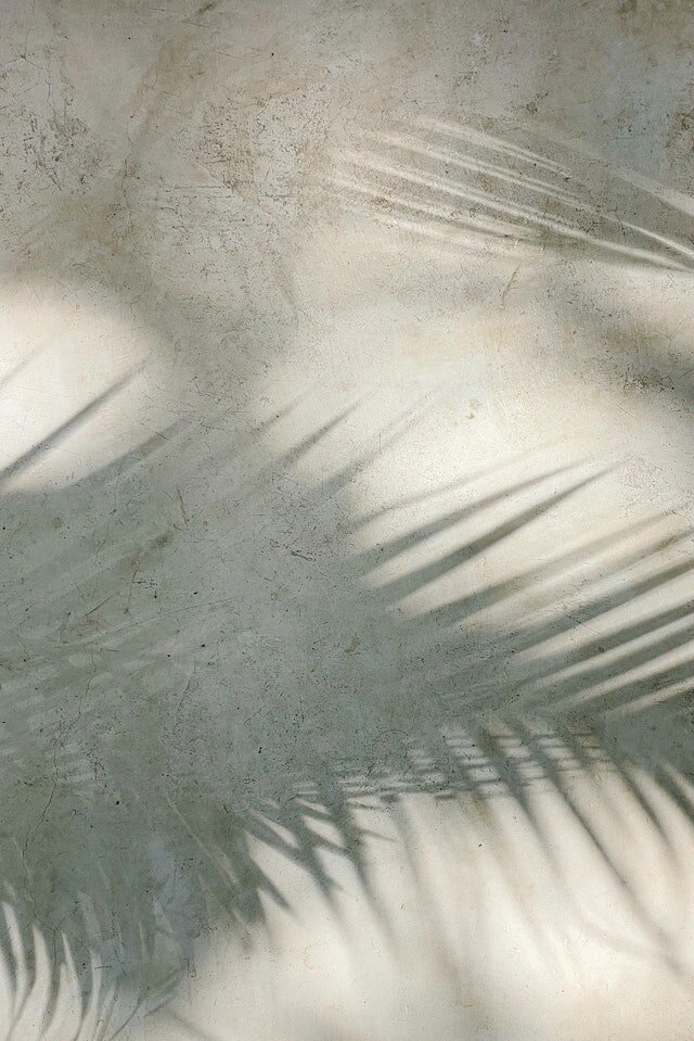 palm