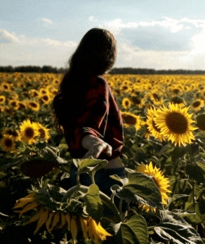 Woman walking in sunflower field