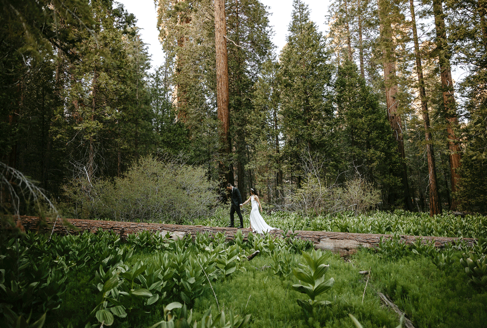 Wedding couple in the redwoods