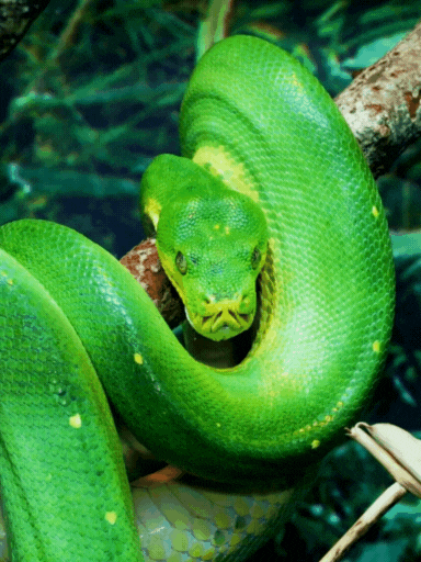 green snake wrapped around a branch in the jungle