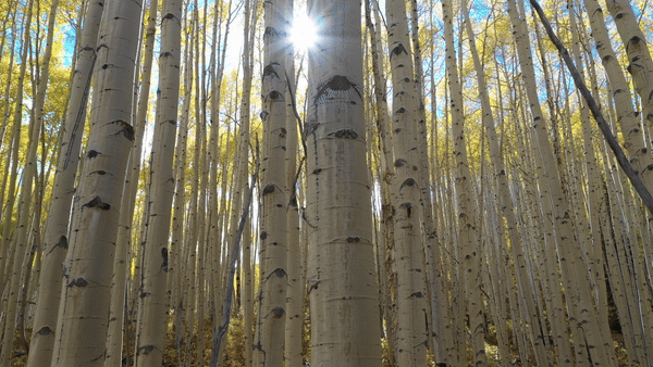 aspen trees