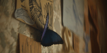 butterfly