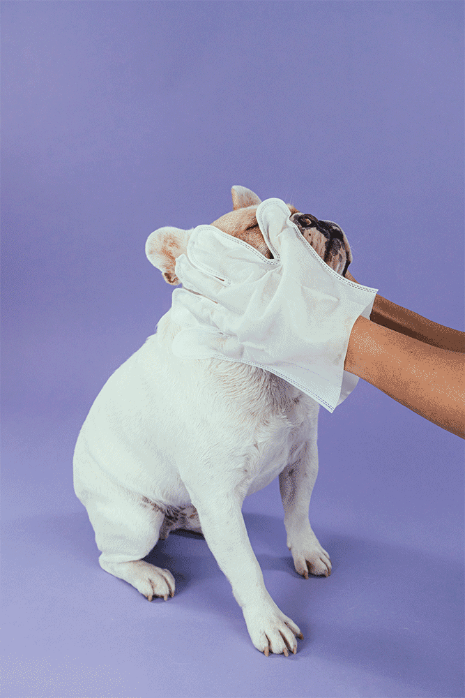 hicc_french_bulldog_wipe_face