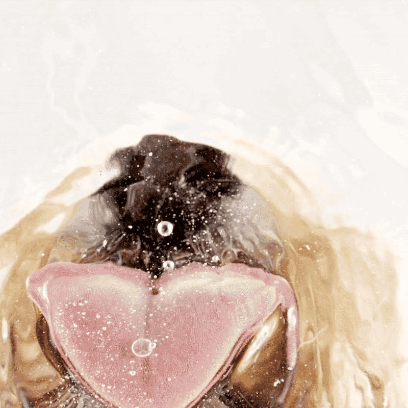 dogtongue
