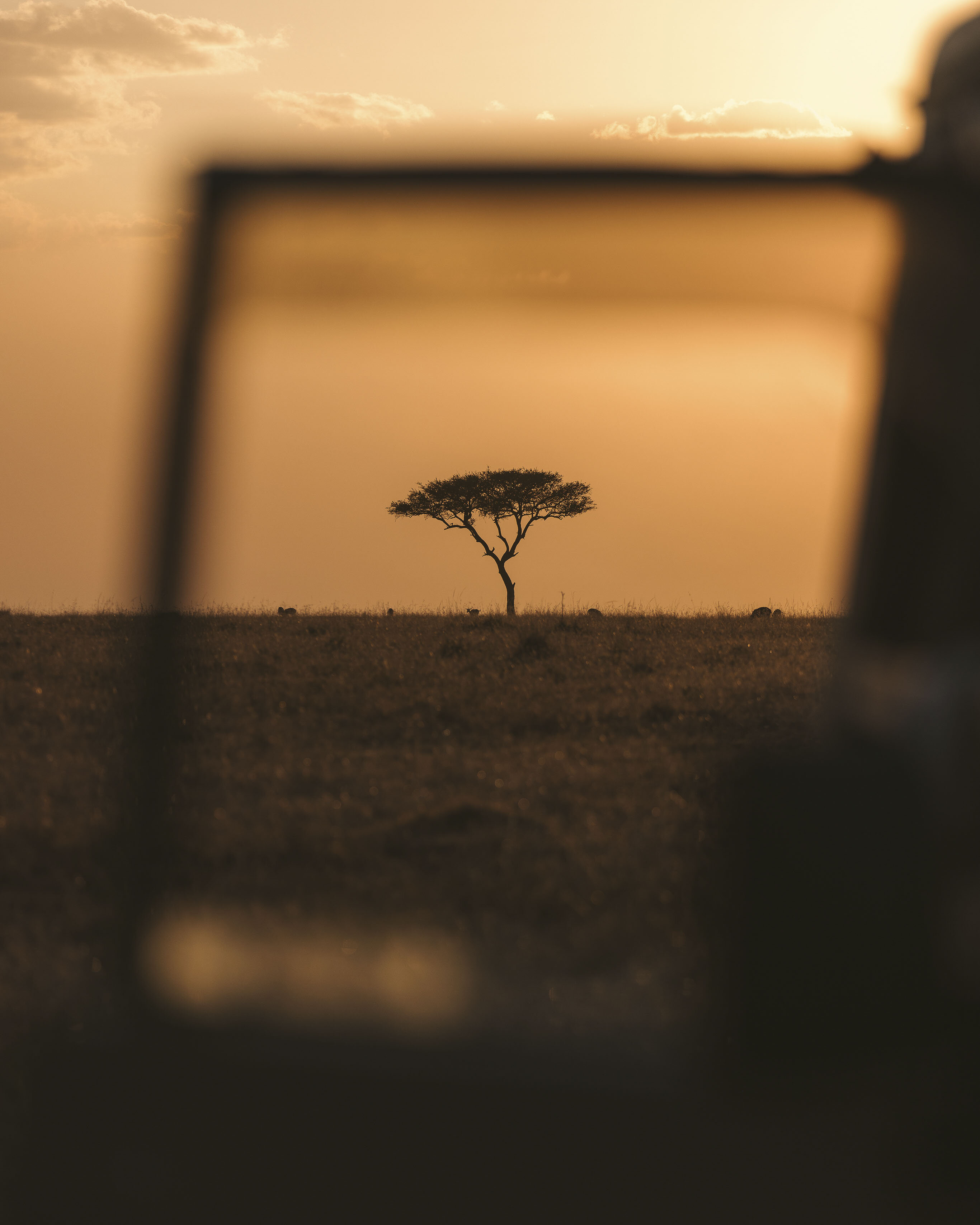 Still Looking — Maasai Mara National Reserve, Kenya
