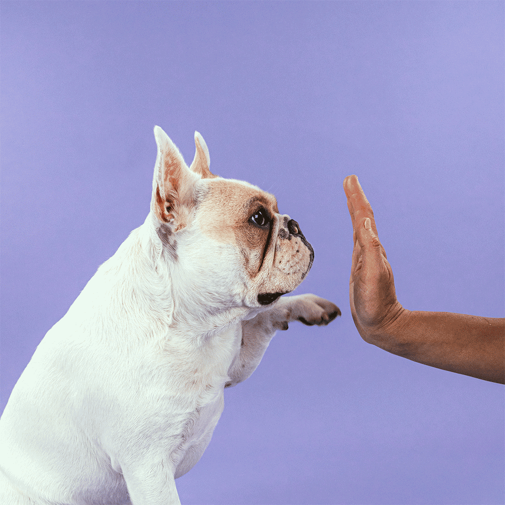 hicc_french_bulldog_high_five