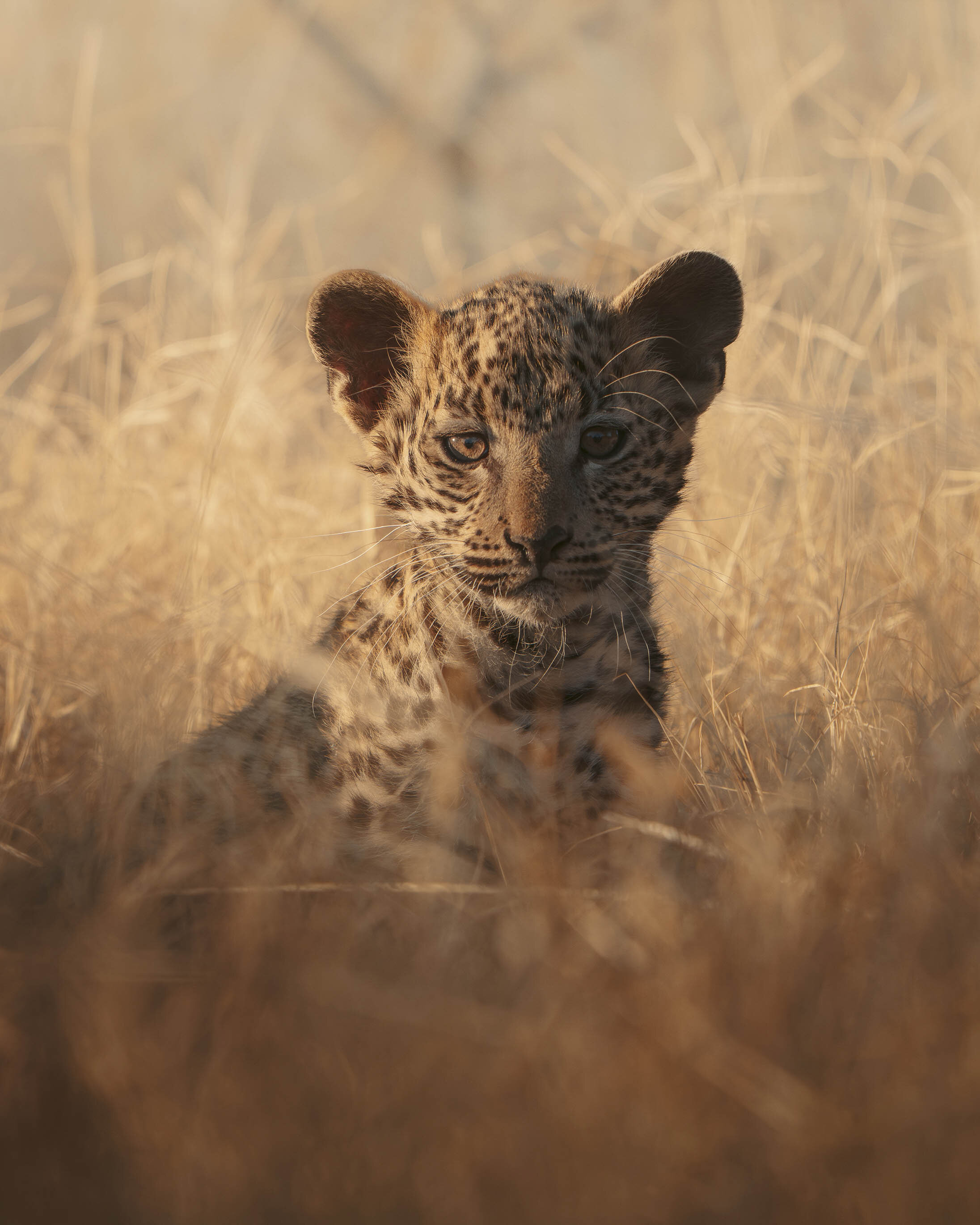 Soft Focus — leopard cub, South Africa