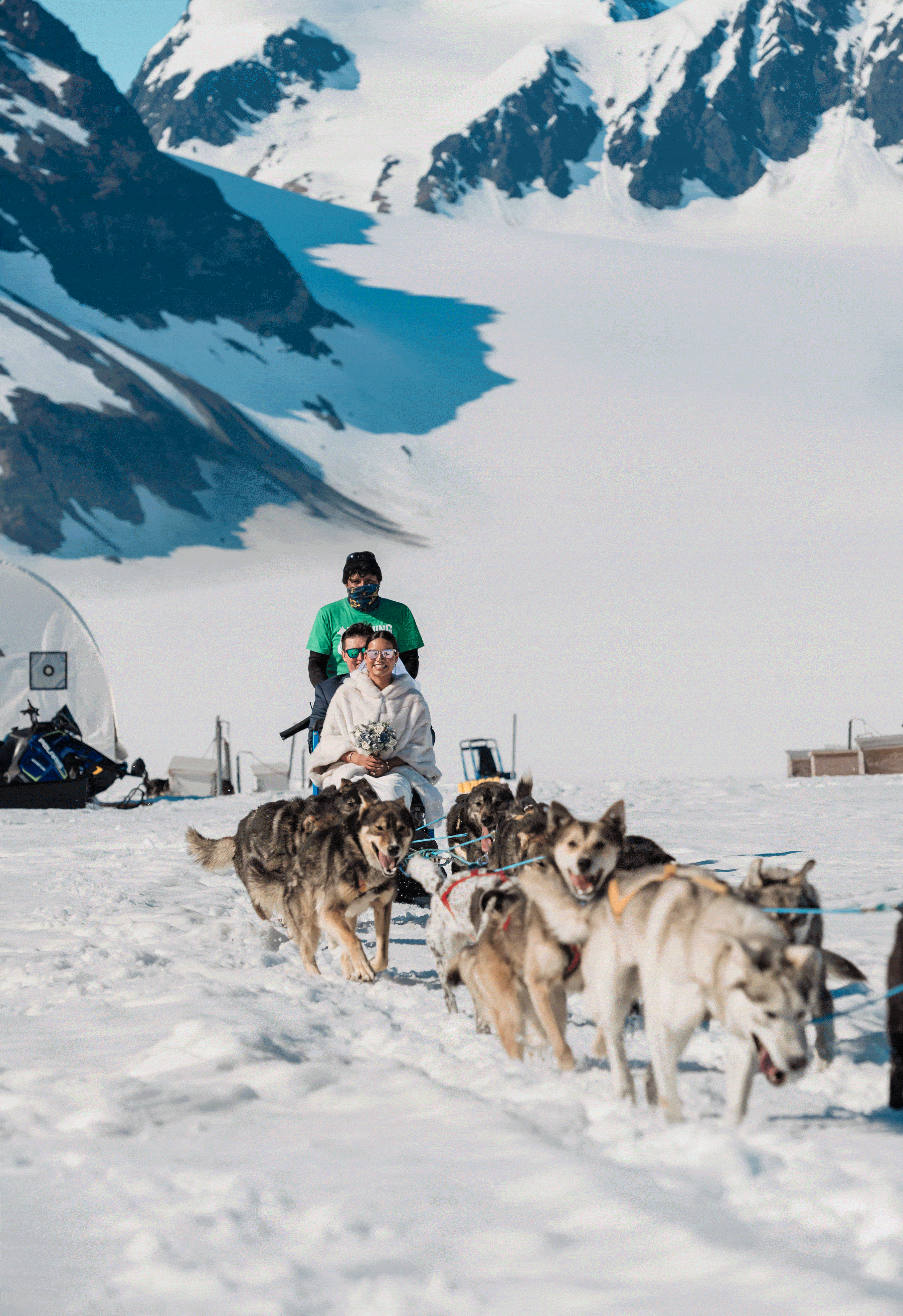 A bride and groom and their musher are visible on a dogsled  as the dogs run toward the photographer who is capturing this luxury alaska glacier elopement.  It is a GIF, so you can see the dogs running and bouncing.