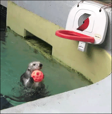 sea otter GIF-source