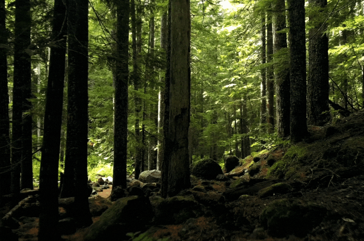 Dense forest video with tall trees, rocks, and moss