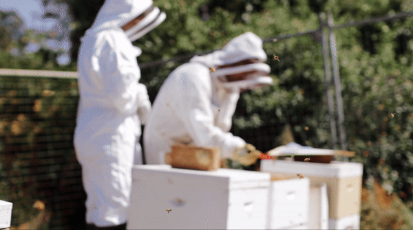 Video+Page+-+Apiary