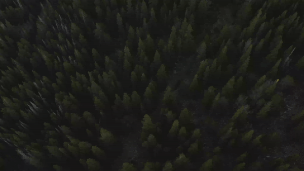 Drone footage of pine trees in Colorado