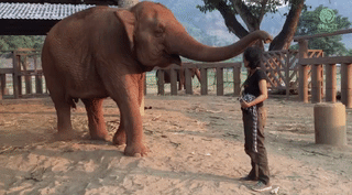 friendship elephant GIF by Mashable-source