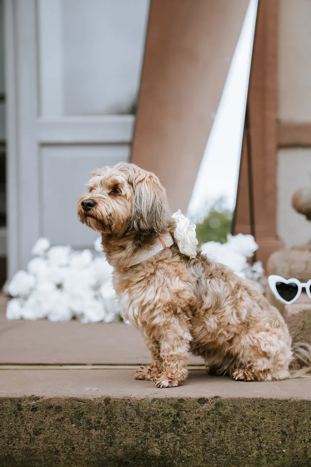 Kleiner Hund mit weißem Blütenhalsband sitzt aufmerksam vor floraler Deko und Sonnenbrillen – ein liebevolles Detail der Hochzeitsparty, lebendig erzählt durch kreative Hochzeitsfotografie