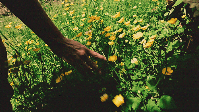 Women drags her hands along yellow flowers as she walks through a field.