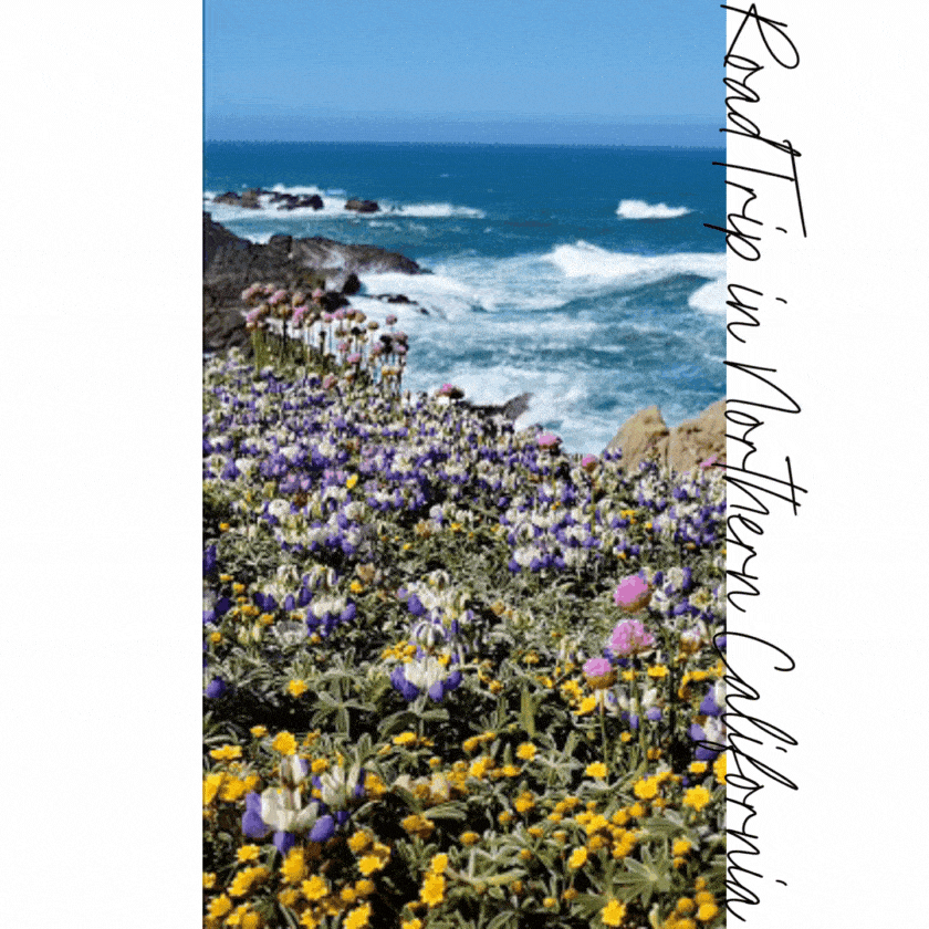 Wildflowers blooming along a rugged coastal cliff in Northern California, with waves crashing against the rocky shoreline ©Stephanie Dosch | theViatrix Northern California Luxury Travel Guide