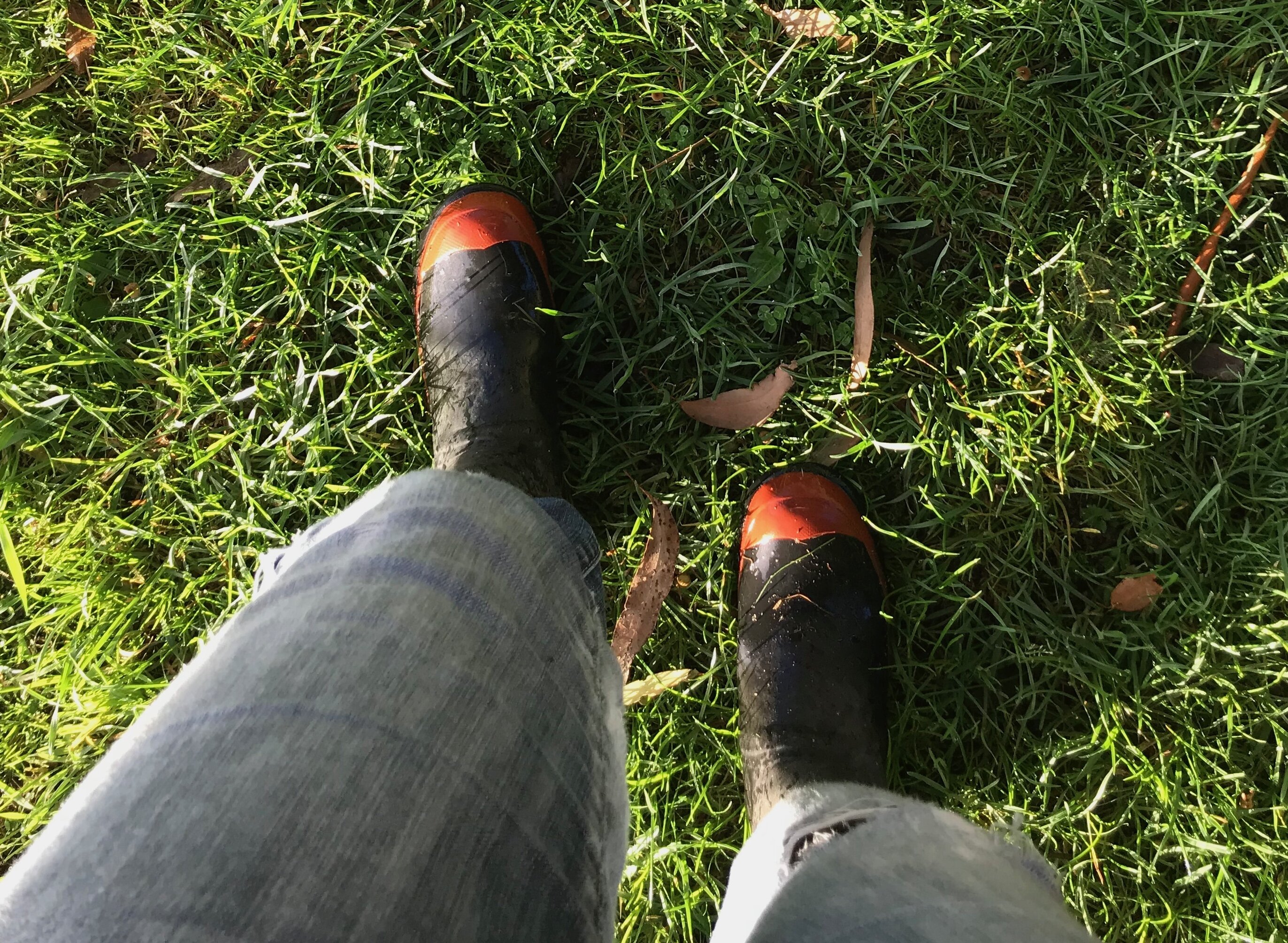 Person wearing red band gumboots standing on dewy green grass in morning light.