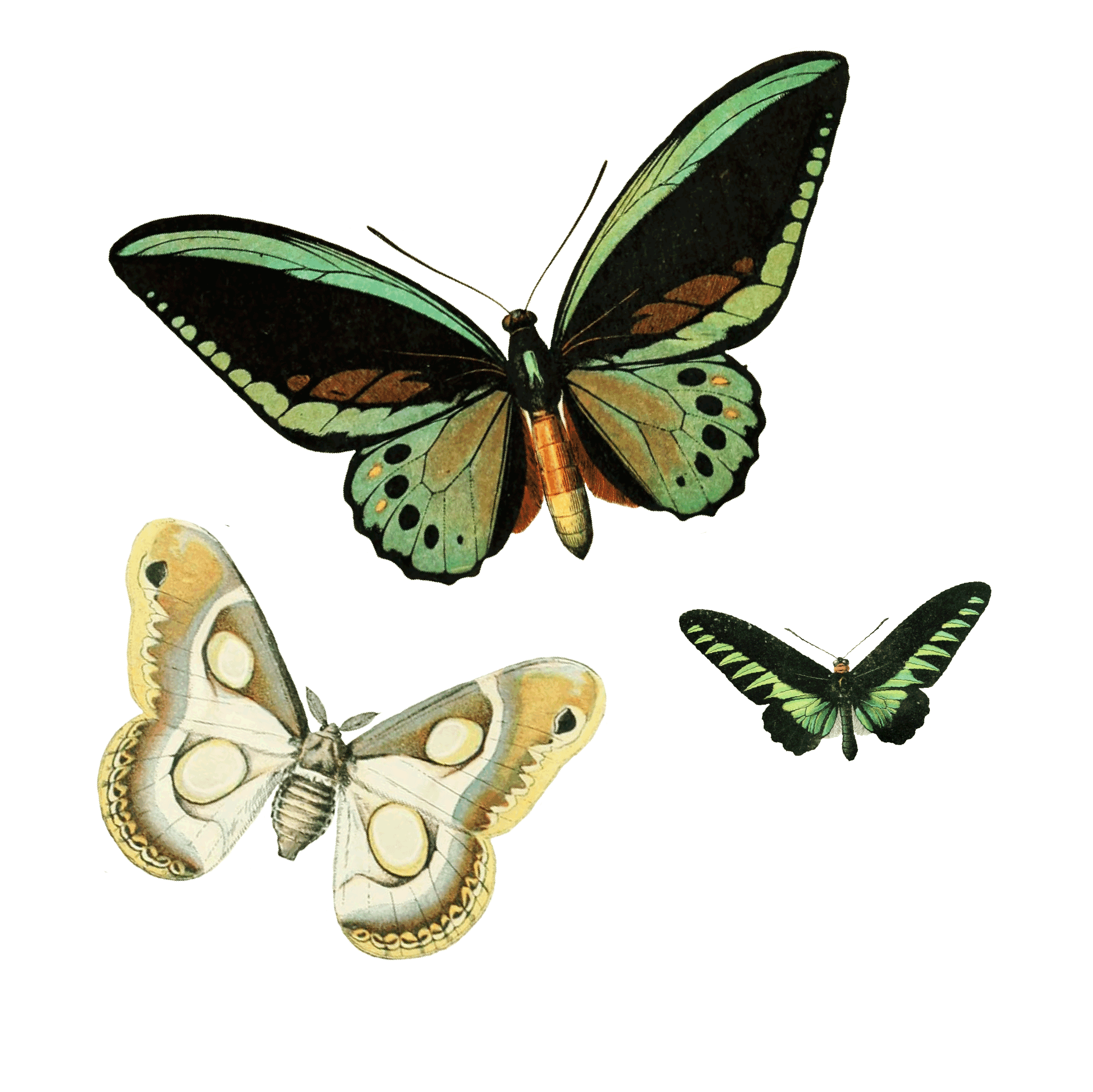 PNGButterflies-03