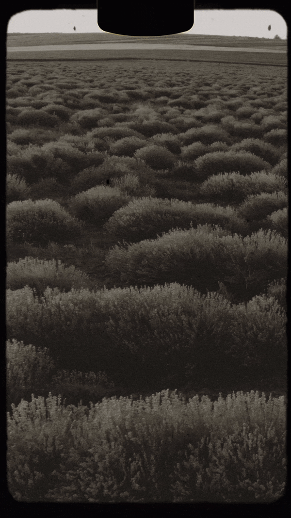 Grasse France Lavender Field