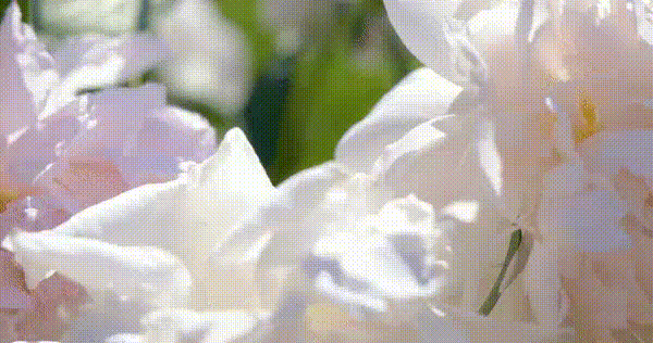 flowers-background
