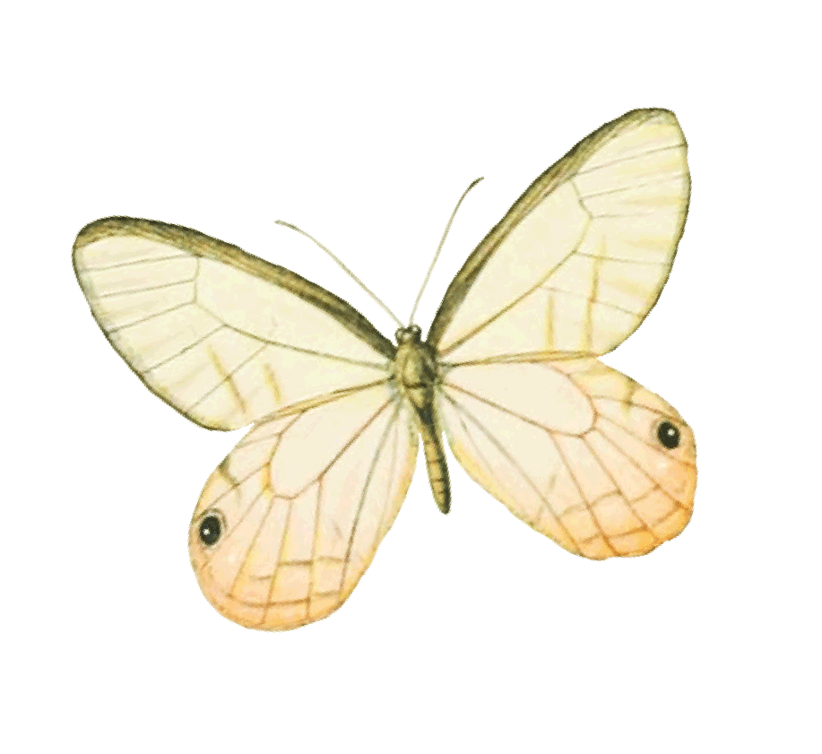 PNGButterflies-02