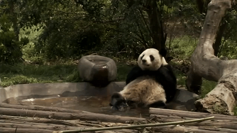 panda GIF-source