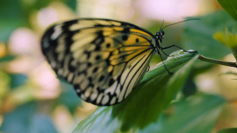 beauty-peace-and-butterfly-on-nature-leaf-in-trop-2023-11-27-05-27-42-utc (1) (1)