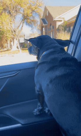 GIF of Allison Bolin's dog sticking his head out of the car window