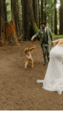 dog in redwoods