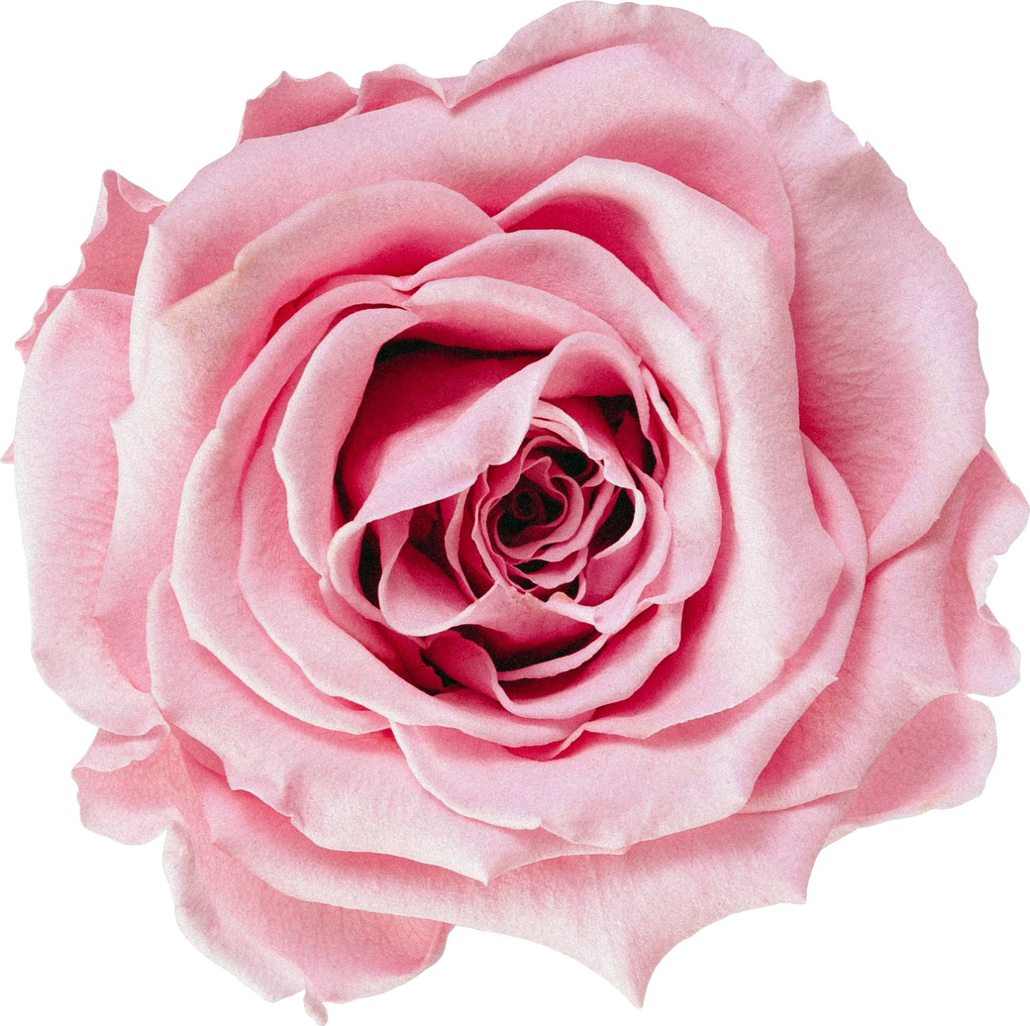 pink-rose-showit-one-page-website-cherry-guapa-studios-joyce