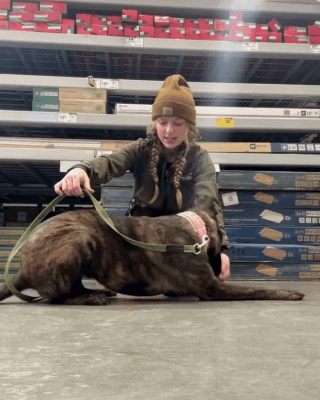 Dog trainer near Charleston South Carolina teaching dog how to "lay down" inside of home depot. This lesson is part of their "board and train" service.