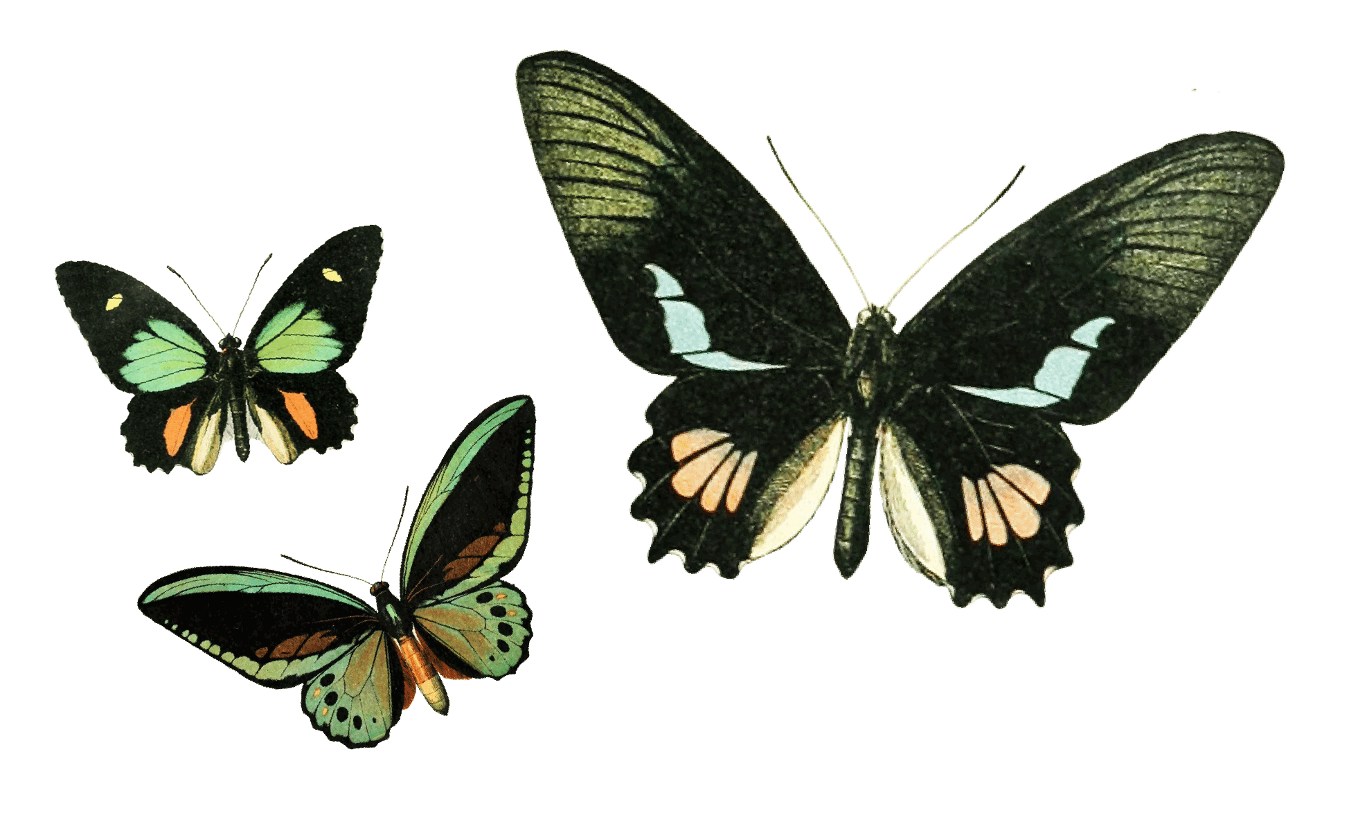 ButterflyGIFS