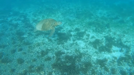 Underwater turtle Dream All-Inclusive Caribbean Catamaran Charters