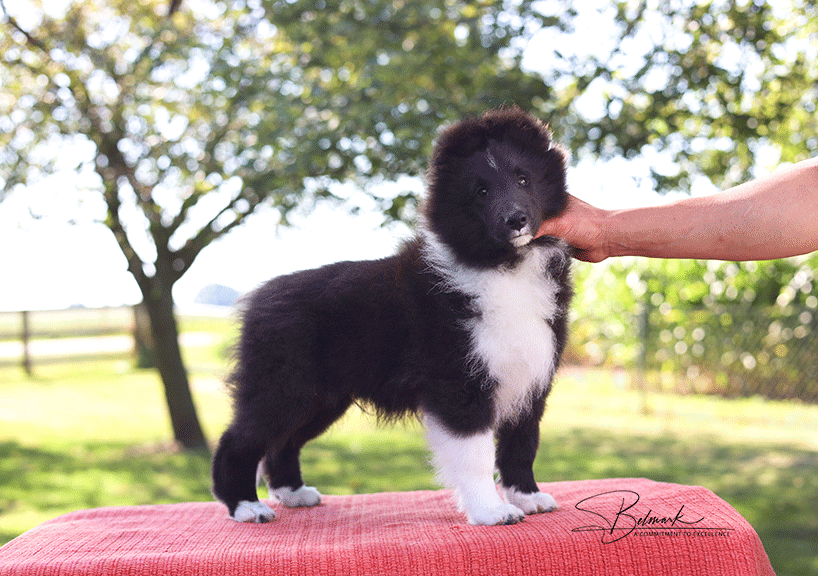 Sheltie Puppies for Sale in Ohio