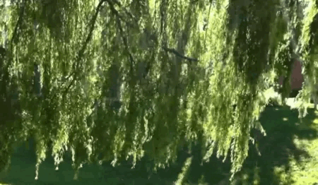 weeping willows swaying in the wind