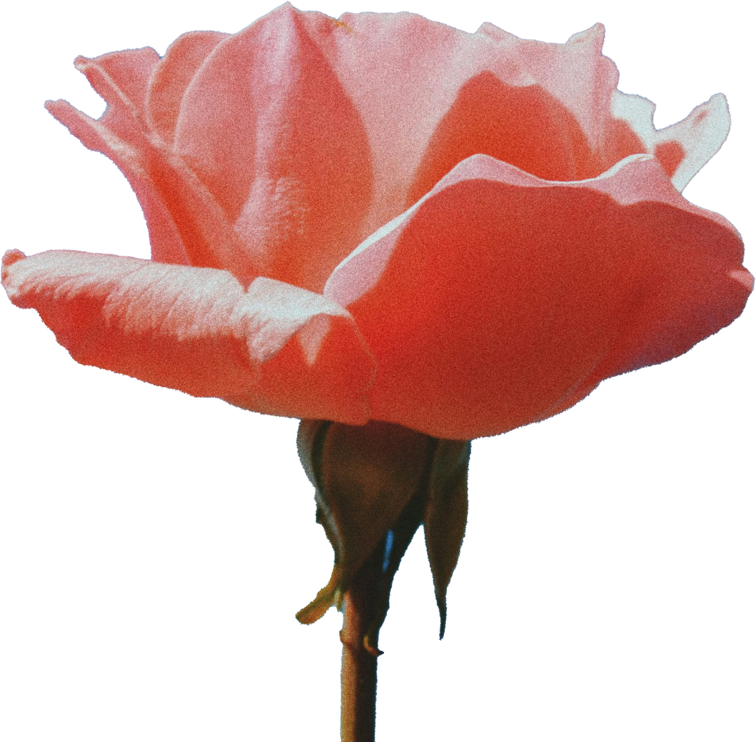 rose-cut-out-for-showit-one-page-website-cherry-guapa-studios-joyce-47.png