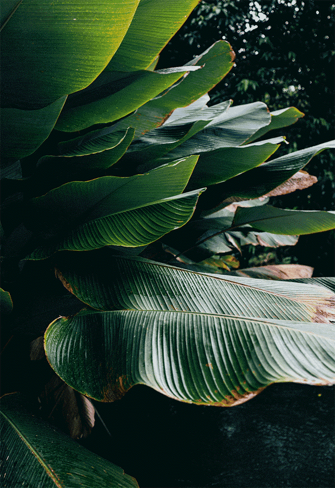 01_palm_leaves