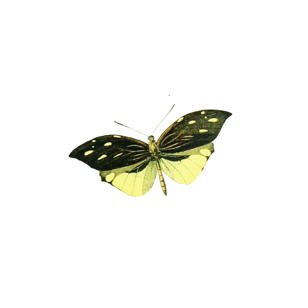 JessicaHawkS-Butterflies-09
