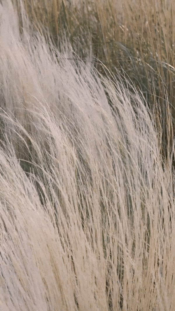 grass